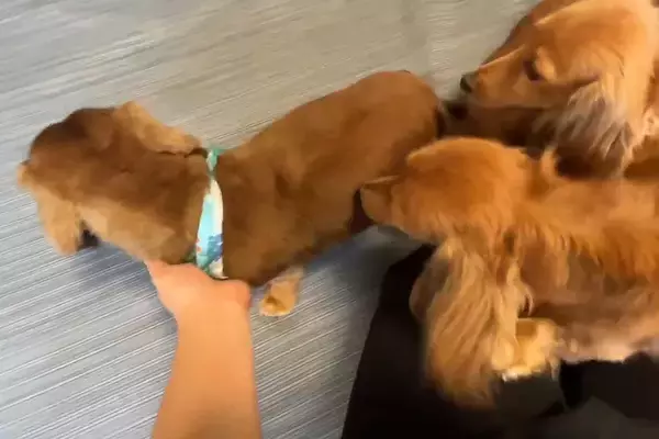トリミングでイメチェンした父犬→帰宅後、3匹の子どもたちが『知らない犬だ』と勘違いして…まさかの反応に「そんな気づかない？ｗｗ」の声
