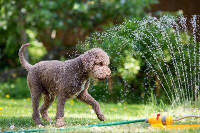 夏に『犬を散歩させる』ときの絶対NG行為5選　飼い主の判断ミスが命に関わる重大なトラブルを引き起こすことも…