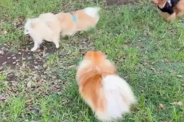 『涙出るほど可愛い』と言われた犬→ドッグランで他のワンコ達の輪に入ろうとして…納得の光景に1万いいね「頑張れー！」「胸がキュッってなる」
