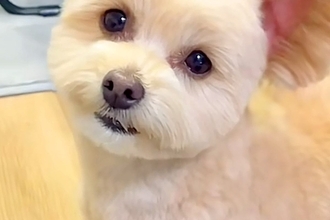 『お散歩行く？』と犬に声を掛けた結果→大喜びして『耳』が…思った以上の『デカさ』が100万再生「空飛べそうｗ」「想像の10倍大きい」