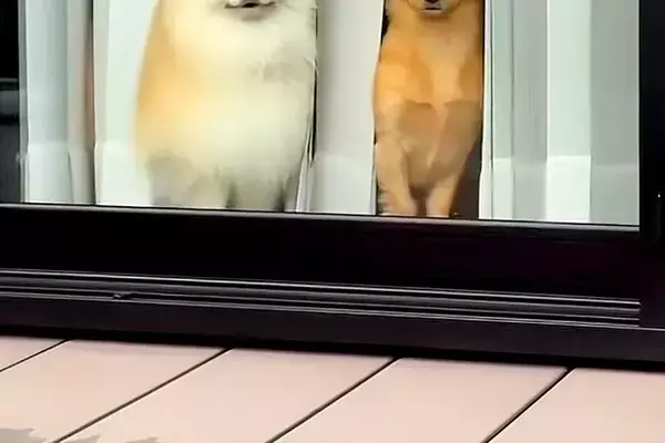 『私のメイク前とメイク後で草』外にいたら、窓から犬たちがジーっと見つめていて…あまりに違う『表情』が107万再生「芸人？」「性格出てるｗ」