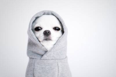 服を着るのが嫌いな犬にみられる共通点3選　嫌がる理由やスムーズに着させるコツをご紹介