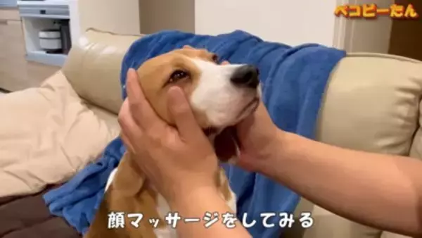 犬のパパとママへの『態度の違い』を比較した結果…明らかすぎる『塩対応』に爆笑「この世の終わりの顔で草」「ヒエラルキーがｗ」と3万再生