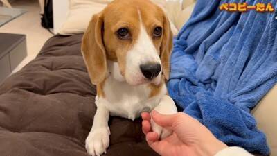 犬のパパとママへの『態度の違い』を比較した結果…明らかすぎる『塩対応』に爆笑「この世の終わりの顔で草」「ヒエラルキーがｗ」と3万再生