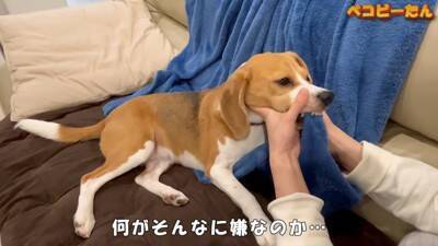 犬のパパとママへの『態度の違い』を比較した結果…明らかすぎる『塩対応』に爆笑「この世の終わりの顔で草」「ヒエラルキーがｗ」と3万再生