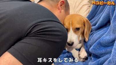 犬のパパとママへの『態度の違い』を比較した結果…明らかすぎる『塩対応』に爆笑「この世の終わりの顔で草」「ヒエラルキーがｗ」と3万再生