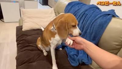 犬のパパとママへの『態度の違い』を比較した結果…明らかすぎる『塩対応』に爆笑「この世の終わりの顔で草」「ヒエラルキーがｗ」と3万再生