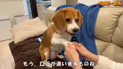 犬のパパとママへの『態度の違い』を比較した結果…明らかすぎる『塩対応』に爆笑「この世の終わりの顔で草」「ヒエラルキーがｗ」と3万再生