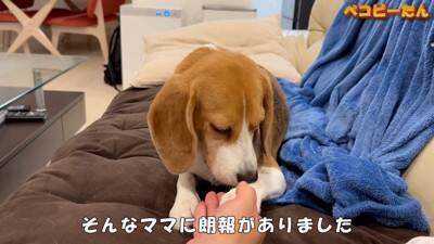 犬のパパとママへの『態度の違い』を比較した結果…明らかすぎる『塩対応』に爆笑「この世の終わりの顔で草」「ヒエラルキーがｗ」と3万再生