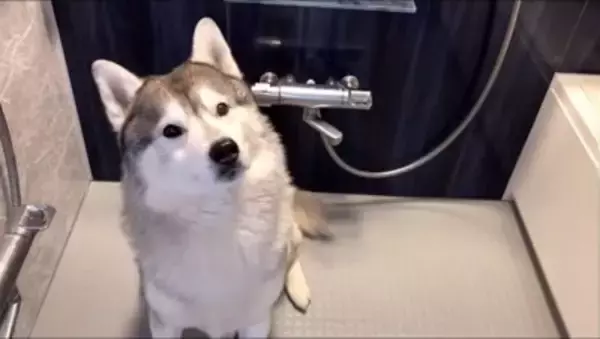 ハスキー犬がお風呂から上がると…なぜか『ハイになってしまう様子』が面白すぎると615万再生「テンションMAXで草」「可愛いｗ」と爆笑
