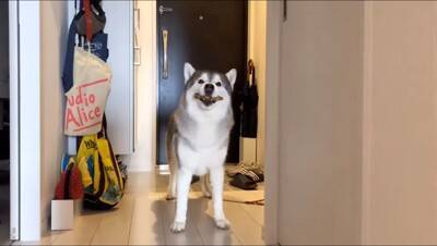 ハスキー犬がお風呂から上がると…なぜか『ハイになってしまう様子』が面白すぎると615万再生「テンションMAXで草」「可愛いｗ」と爆笑