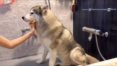 ハスキー犬がお風呂から上がると…なぜか『ハイになってしまう様子』が面白すぎると615万再生「テンションMAXで草」「可愛いｗ」と爆笑