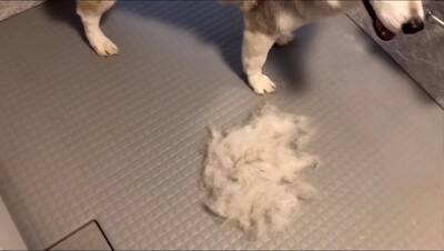 ハスキー犬がお風呂から上がると…なぜか『ハイになってしまう様子』が面白すぎると615万再生「テンションMAXで草」「可愛いｗ」と爆笑
