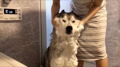 ハスキー犬がお風呂から上がると…なぜか『ハイになってしまう様子』が面白すぎると615万再生「テンションMAXで草」「可愛いｗ」と爆笑