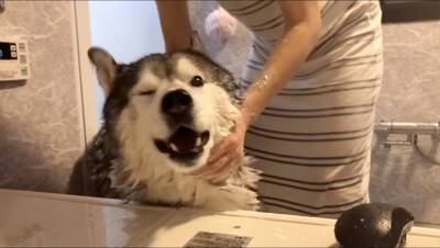 ハスキー犬がお風呂から上がると…なぜか『ハイになってしまう様子』が面白すぎると615万再生「テンションMAXで草」「可愛いｗ」と爆笑
