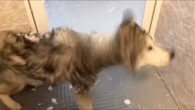 ハスキー犬がお風呂から上がると…なぜか『ハイになってしまう様子』が面白すぎると615万再生「テンションMAXで草」「可愛いｗ」と爆笑