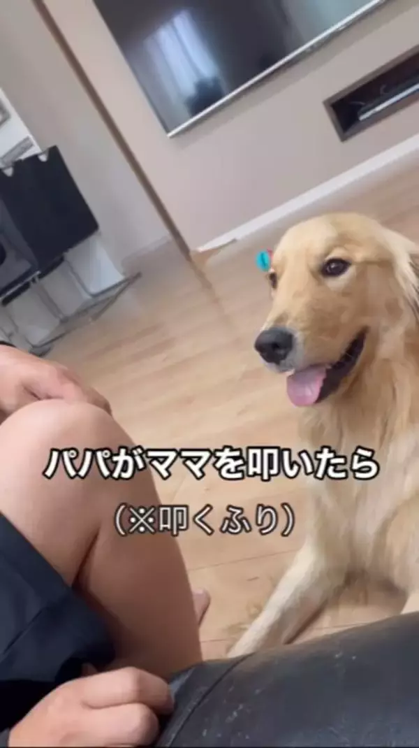 父が母に『叩くフリ』をした結果、大型犬が…とっさに見せた『家族を守ろうとする行動』が話題に「優しい」「ちゃんとわかってる」と2万再生