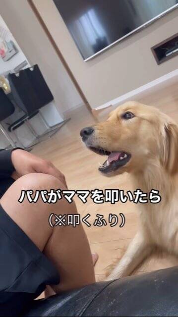 父が母に『叩くフリ』をした結果、大型犬が…とっさに見せた『家族を守ろうとする行動』が話題に「優しい」「ちゃんとわかってる」と2万再生