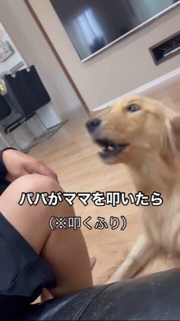 父が母に『叩くフリ』をした結果、大型犬が…とっさに見せた『家族を守ろうとする行動』が話題に「優しい」「ちゃんとわかってる」と2万再生