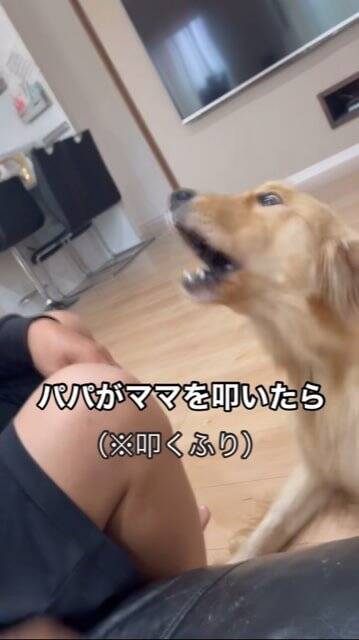 父が母に『叩くフリ』をした結果、大型犬が…とっさに見せた『家族を守ろうとする行動』が話題に「優しい」「ちゃんとわかってる」と2万再生