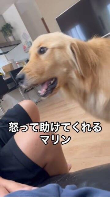 父が母に『叩くフリ』をした結果、大型犬が…とっさに見せた『家族を守ろうとする行動』が話題に「優しい」「ちゃんとわかってる」と2万再生
