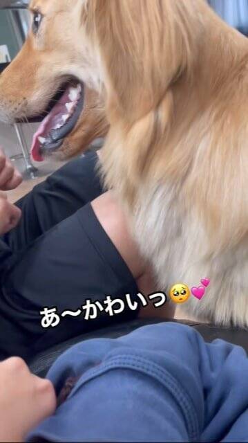 父が母に『叩くフリ』をした結果、大型犬が…とっさに見せた『家族を守ろうとする行動』が話題に「優しい」「ちゃんとわかってる」と2万再生