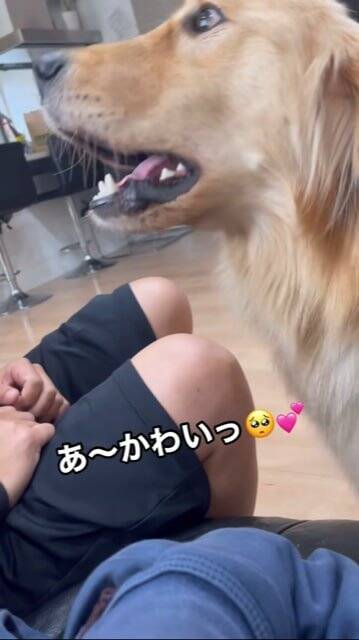 父が母に『叩くフリ』をした結果、大型犬が…とっさに見せた『家族を守ろうとする行動』が話題に「優しい」「ちゃんとわかってる」と2万再生