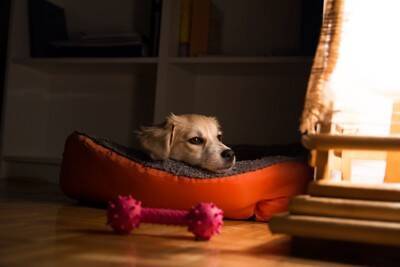 犬が『熟睡』できているかどうかを判断するチェック項目4選　愛犬が安眠できる環境とは？