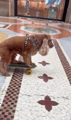 イタリアでスケボーする犬→警官に声を掛けられ『注意される』と思ったら…衝撃的な『まさかのリクエスト』が339万再生「可愛いは世界共通」