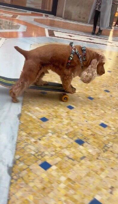 イタリアでスケボーする犬→警官に声を掛けられ『注意される』と思ったら…衝撃的な『まさかのリクエスト』が339万再生「可愛いは世界共通」