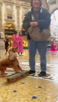 イタリアでスケボーする犬→警官に声を掛けられ『注意される』と思ったら…衝撃的な『まさかのリクエスト』が339万再生「可愛いは世界共通」