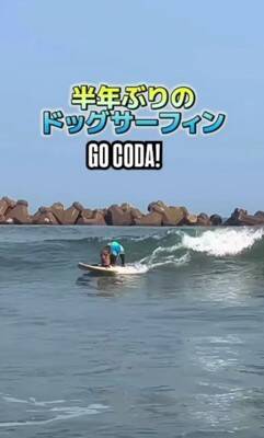 イタリアでスケボーする犬→警官に声を掛けられ『注意される』と思ったら…衝撃的な『まさかのリクエスト』が339万再生「可愛いは世界共通」