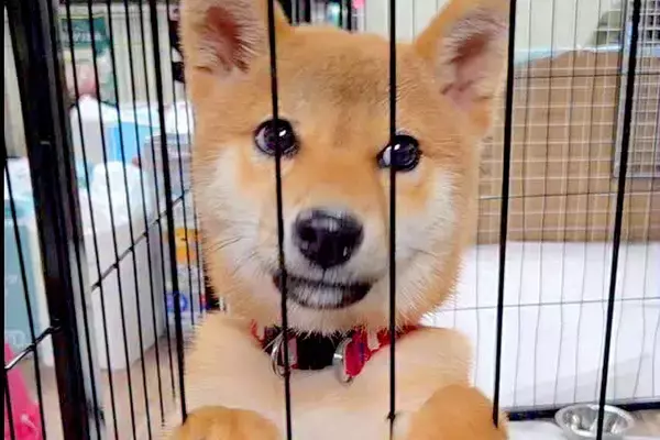 たまたま『田んぼで犬を捨てる現場』を発見→保護後、愛情を込めてお世話をし…新たな犬生を歩む光景に反響「信じられない…」「今度こそ幸せに」