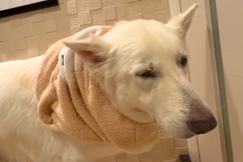 寒くてテンションが下がる大型犬→暖房のある部屋へ行くと…分かりやすすぎる『表情』が11万再生「にっこりにやられた」「ショボーンも可愛い」