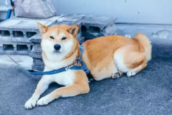 『人に忠実な犬種』5選　従順なパートナーとして良好な関係を築く方法とは？