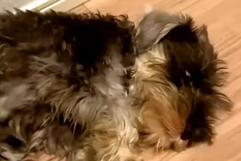 『黒い毛の子犬を飼った』結果→3歳になる頃には…思っていたのと違う『他の犬のような光景』に反響「こんな変わる？」「めちゃ可愛い」と絶賛