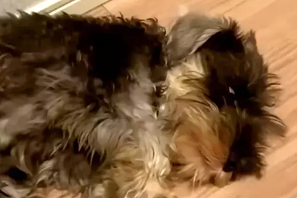 『黒い毛の子犬を飼った』結果→3歳になる頃には…思っていたのと違う『他の犬のような光景』に反響「こんな変わる？」「めちゃ可愛い」と絶賛
