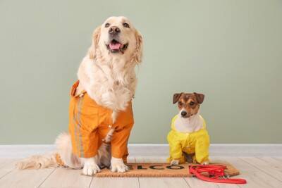 犬に『レインコート』は必要？選ぶ際のポイントやスムーズに着せるコツまで