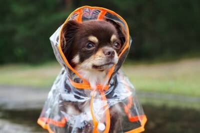 犬に『レインコート』は必要？選ぶ際のポイントやスムーズに着せるコツまで