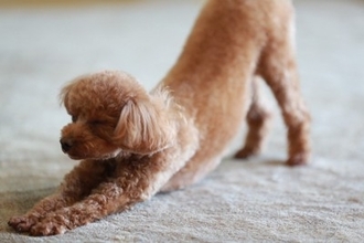 犬が『グーンと伸びをする』心理7選　ストレッチのような行動をみせる理由や注意が必要なケースまで