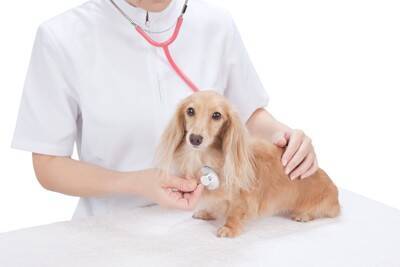 犬が『グーンと伸びをする』心理7選　ストレッチのような行動をみせる理由や注意が必要なケースまで