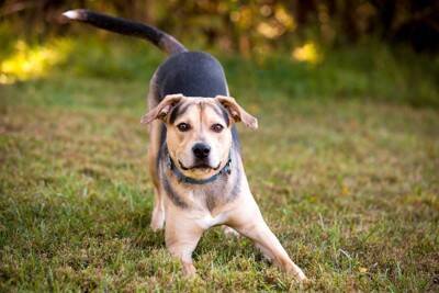 犬が『グーンと伸びをする』心理7選　ストレッチのような行動をみせる理由や注意が必要なケースまで