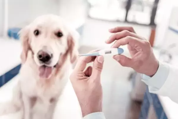 犬の『平熱』は何度なの？発熱してしまう原因や考えられる病気まで解説