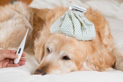 犬の『平熱』は何度なの？発熱してしまう原因や考えられる病気まで解説