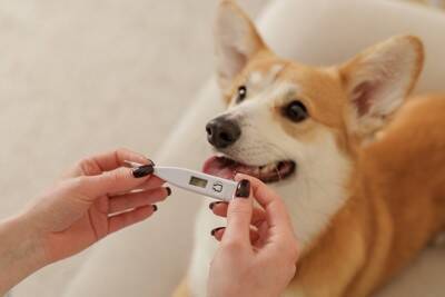 犬の『平熱』は何度なの？発熱してしまう原因や考えられる病気まで解説