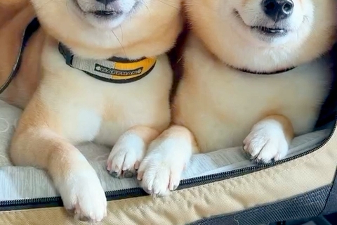 車に乗る2匹の犬→『これからお出かけだよ』と伝えた結果…気付いた瞬間の『尊すぎる表情』が107万再生「お顔が輝いてる」「すごい嬉しそう」