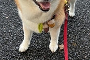 お友だちに『おやつ』をもらい笑顔の犬→『あとで食べようね』と伝えた結果…わかりやす過ぎる『表情の変化』に1万いいね「絶望感ｗ」「正直で草」