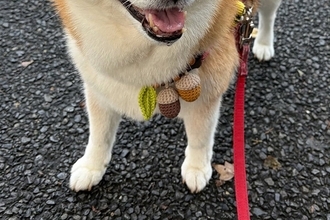 お友だちに『おやつ』をもらい笑顔の犬→『あとで食べようね』と伝えた結果…わかりやす過ぎる『表情の変化』に1万いいね「絶望感ｗ」「正直で草」