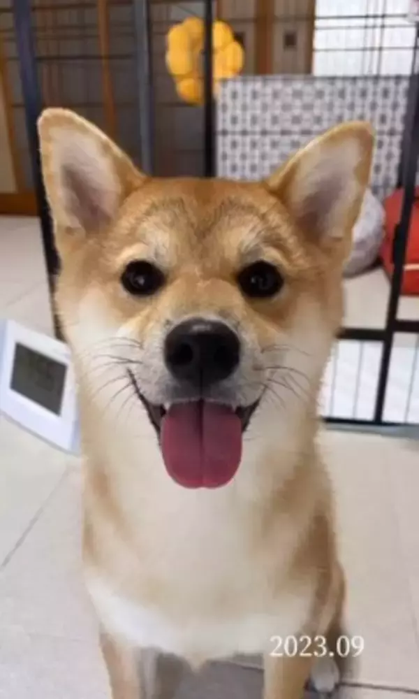 『1年間、毎日愛犬の写真を撮ってみた』結果…365日間の『愛くるしい変化』が30万再生「素敵」「ずっと可愛い」「愛情あふれてる」と絶賛