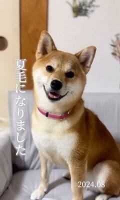 『1年間、毎日愛犬の写真を撮ってみた』結果…365日間の『愛くるしい変化』が30万再生「素敵」「ずっと可愛い」「愛情あふれてる」と絶賛